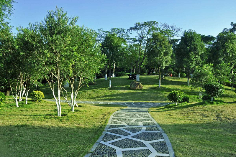 綠(lǜ)化(huà)養護常見(jiàn)問(wèn)題